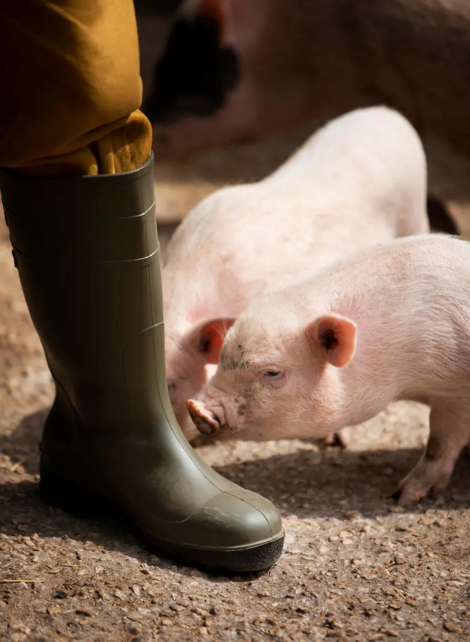 Due piccoli maiali sono in piedi in una fattoria, e annusano una persona che indossa stivali di gomma verdi e pantaloni marroni. La foto è stata scattata all'aperto in una giornata di sole.