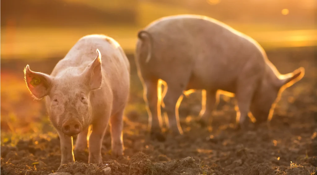 Due maiali in un campo illuminato dal sole durante l'ora d'oro. Un maiale guarda verso la telecamera, con le orecchie dritte, mentre l'altro sta rovistando nella terra. Il caldo chiarore mette in risalto la loro pelle rosa e proietta lunghe ombre sul terreno.