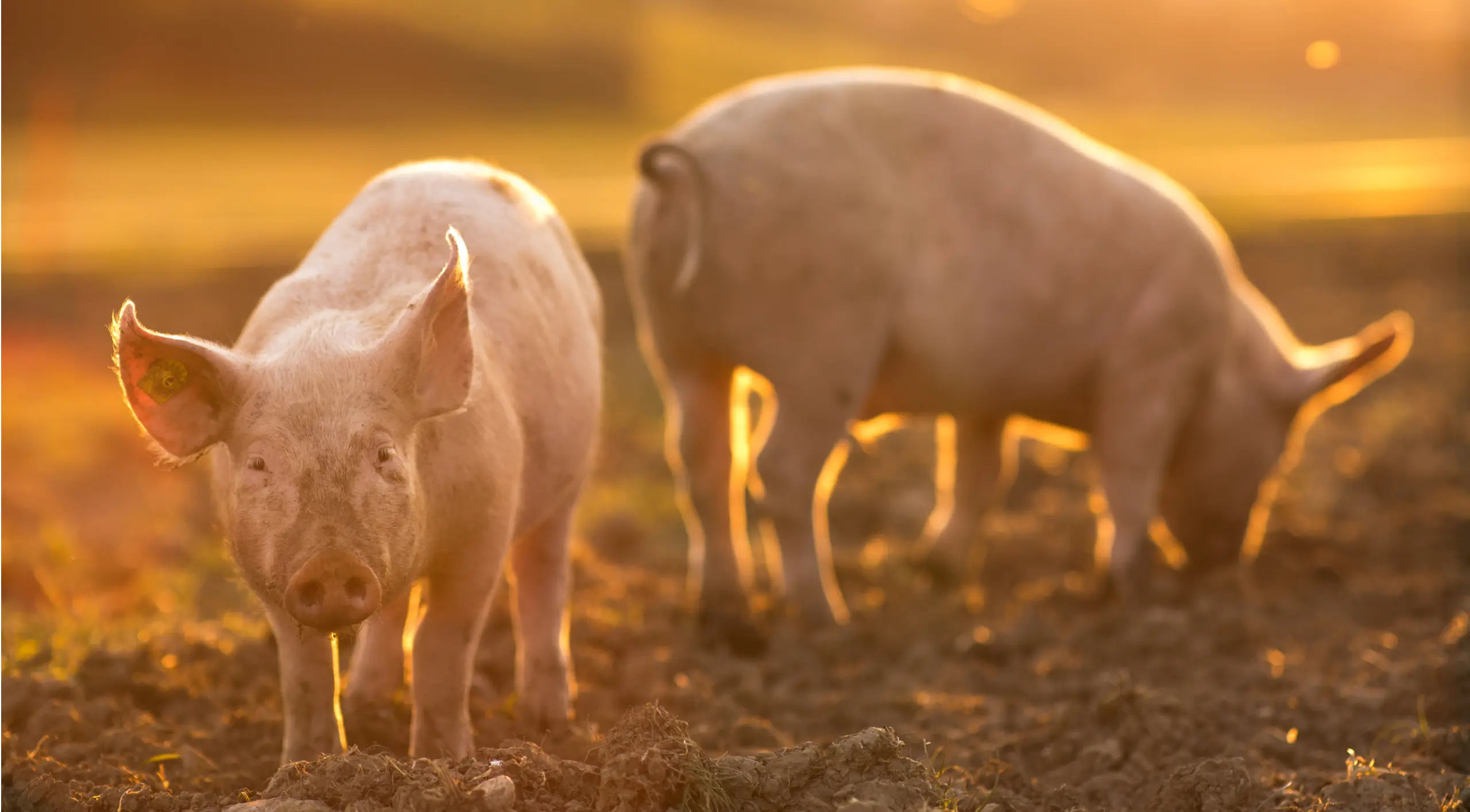 Due maiali in un campo illuminato dal sole durante l'ora d'oro. Un maiale guarda verso la telecamera, con le orecchie dritte, mentre l'altro sta rovistando nella terra. Il caldo chiarore mette in risalto la loro pelle rosa e proietta lunghe ombre sul terreno.